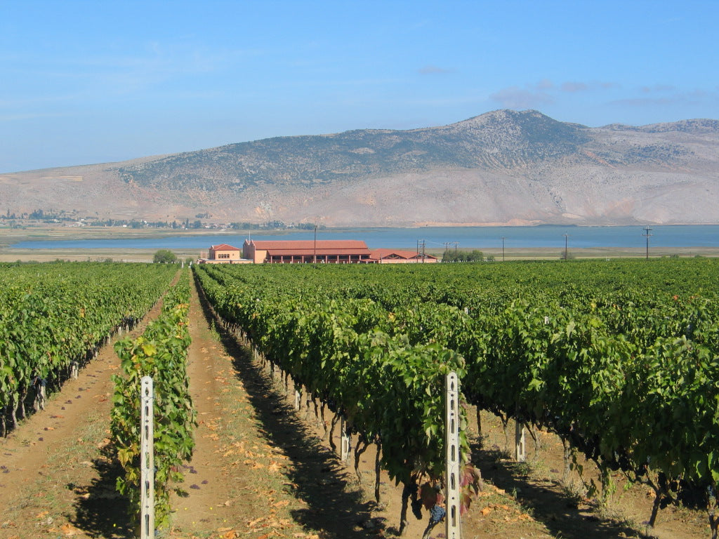 Weinberg mit grünen Traubenreben und einem Blick auf ein Weingut im Hintergrund unter blauem Himmel.
