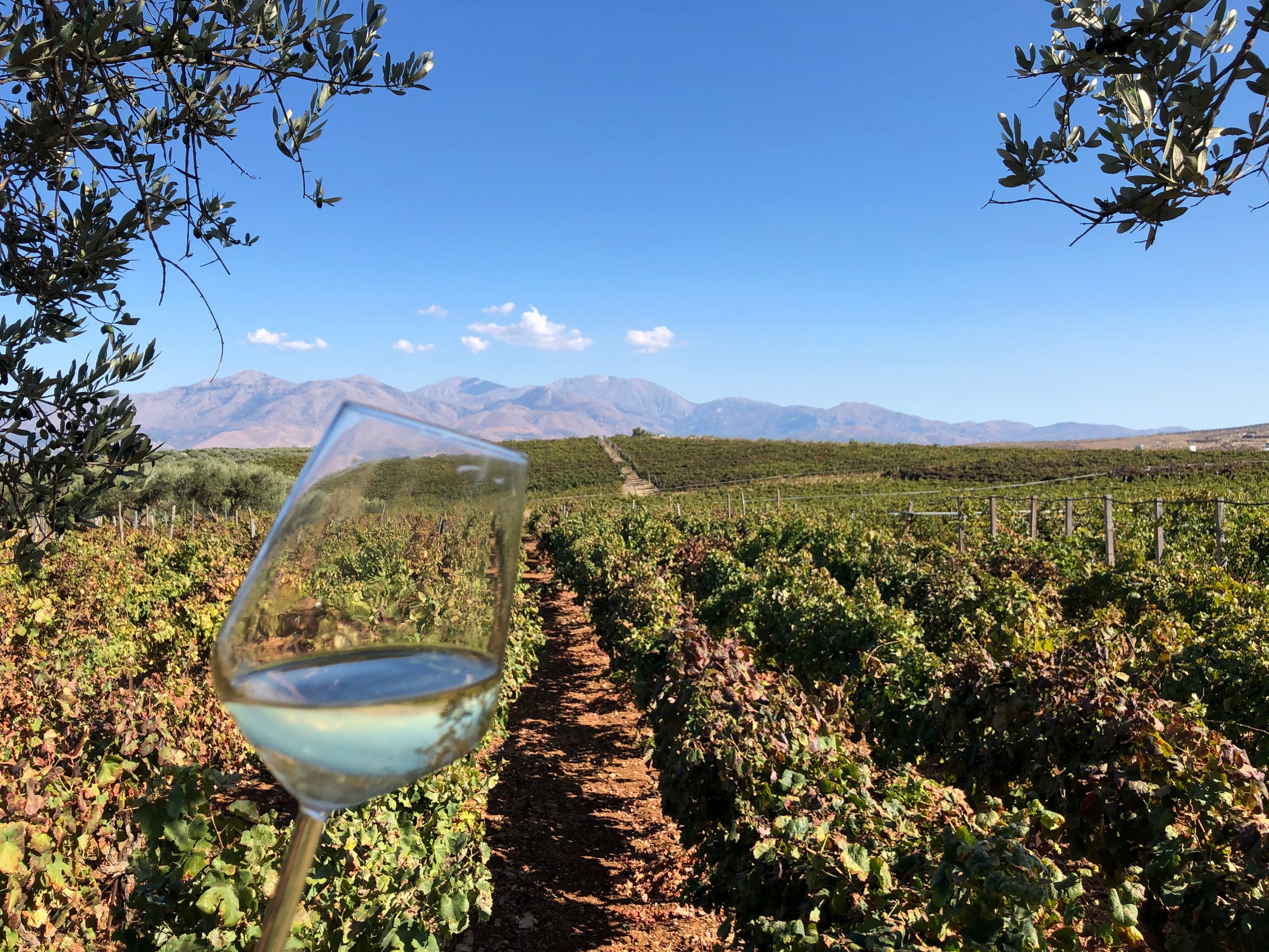 Weinglas mit Weißwein vor Weinreben und Bergen im Hintergrund