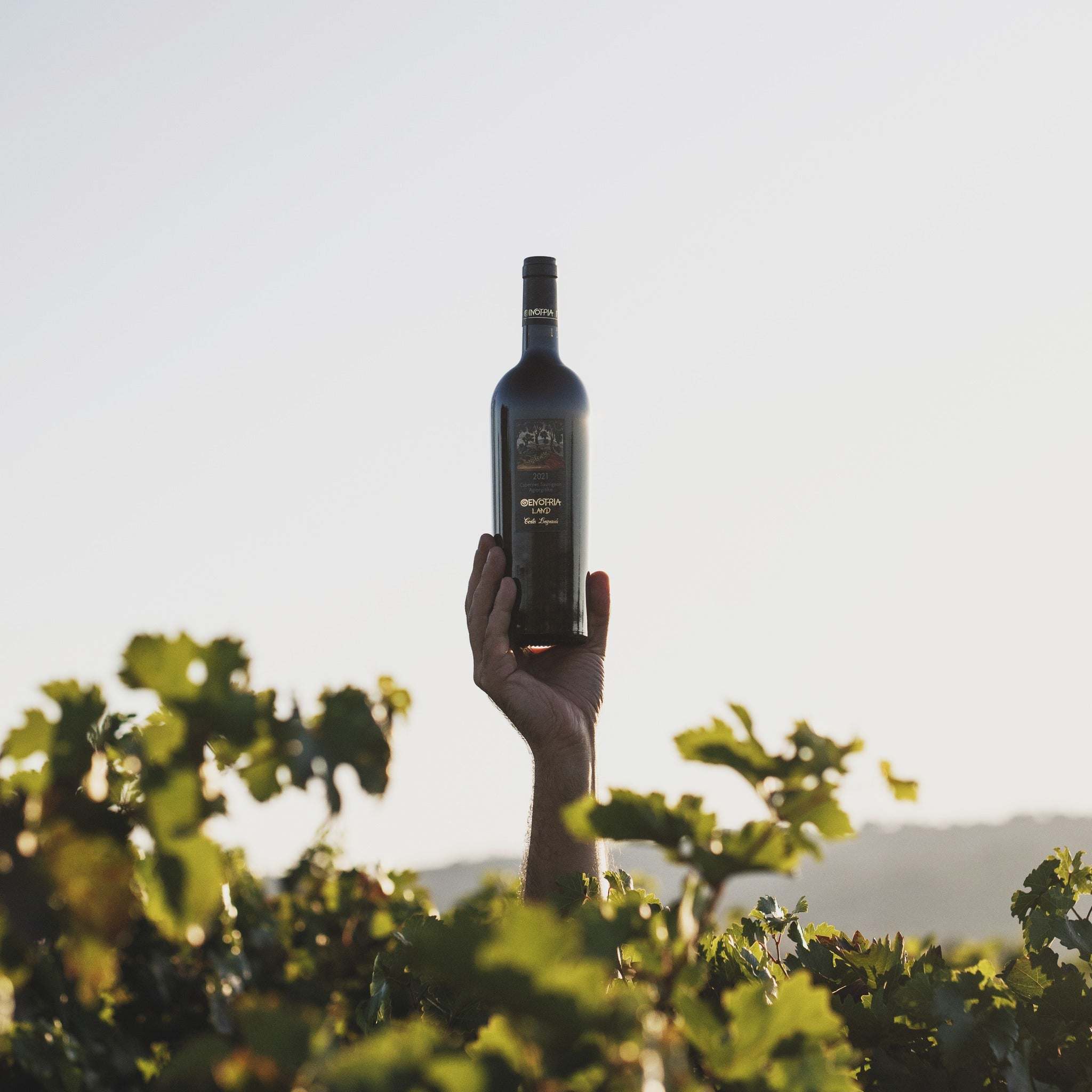 Oenotria Land Cabernet-Agiorgitiko Bio Rotweinflasche im Weinberg bei Sonnenuntergang