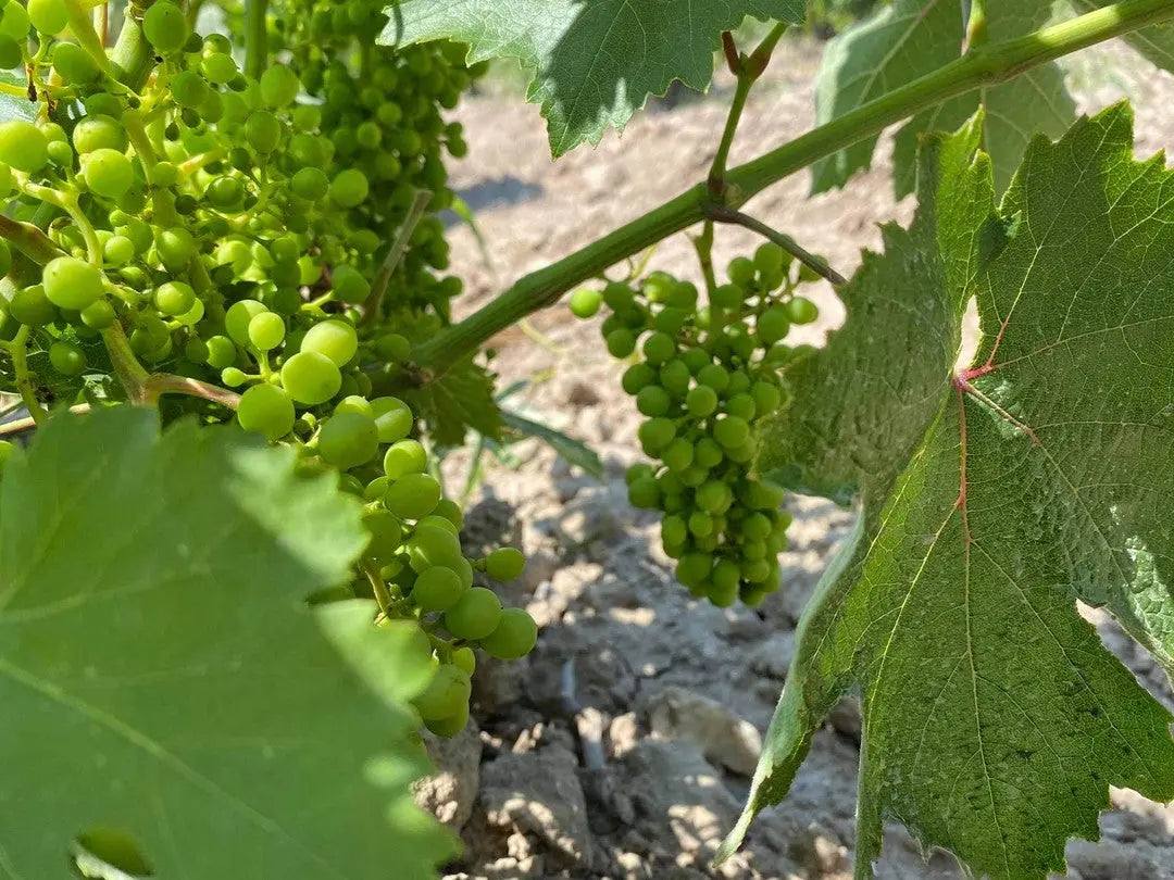 Kalogeri Malagousia Trauben im Anbaugebiet Attika PGI mit grünem Laub und trockenem Weißwein 2023