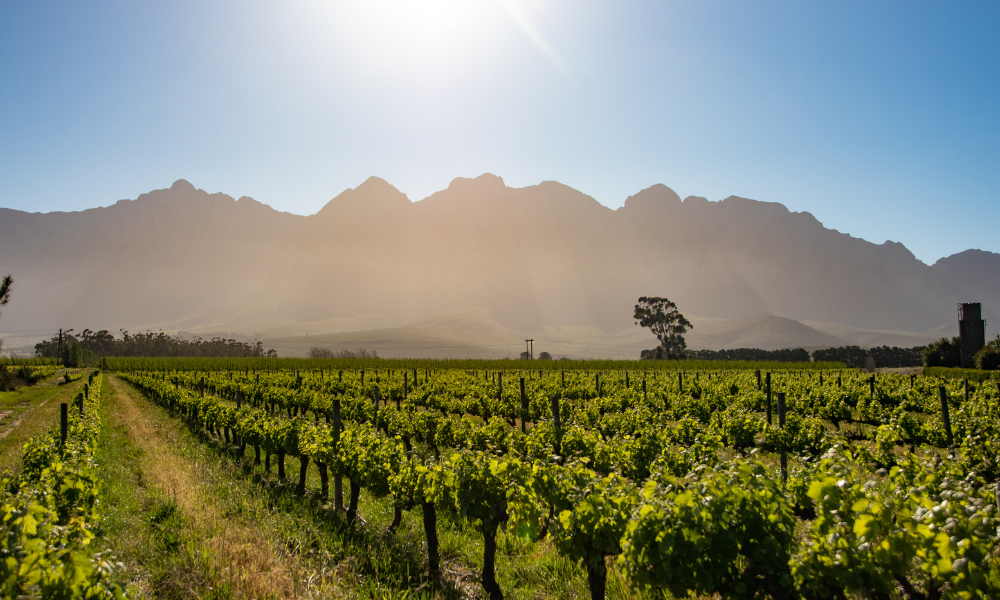 Weinberg mit grünen Reben und Bergen im Hintergrund unter klarem Himmel