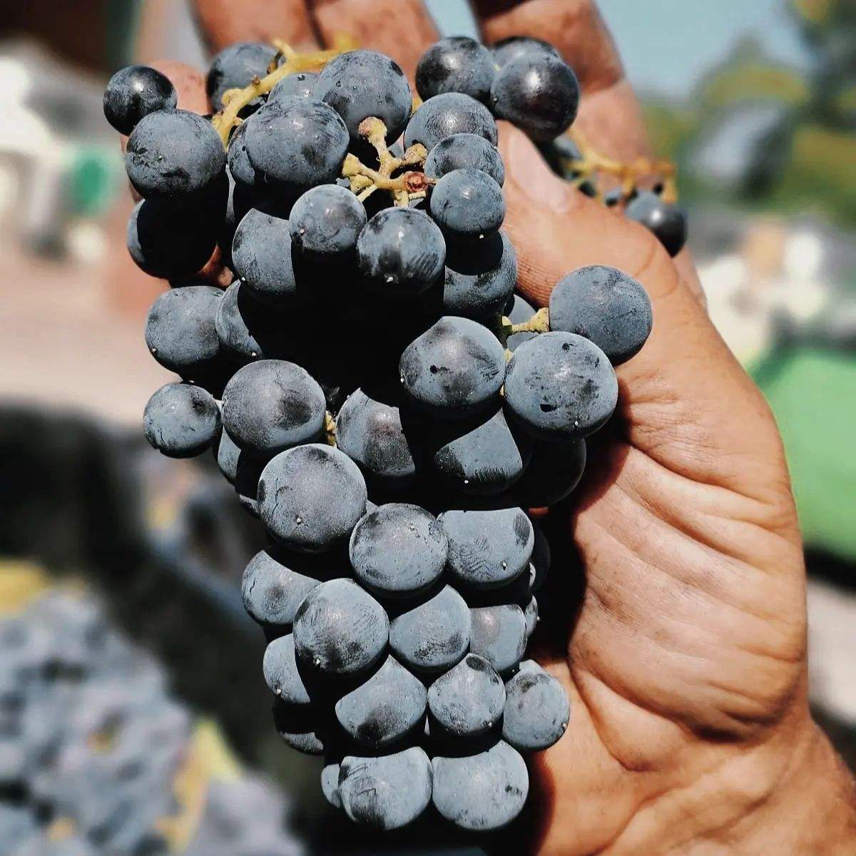 Hand hält Naoussa Alta Xinomavro Traube aus biologischem Anbau in Naoussa Weinregion