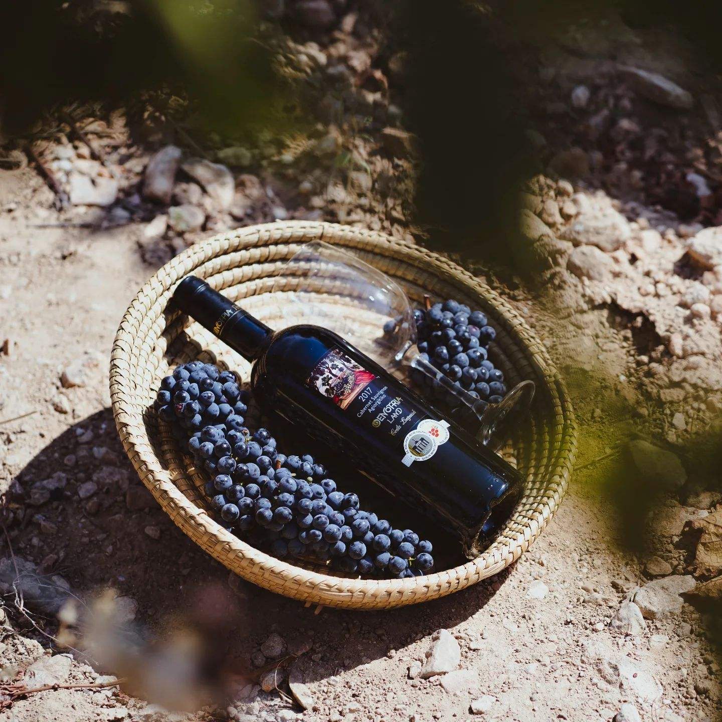 Oenotria Land Syrah-Agiorgitiko Bio Rotweinflasche mit Trauben in Korb in Weinbergboden