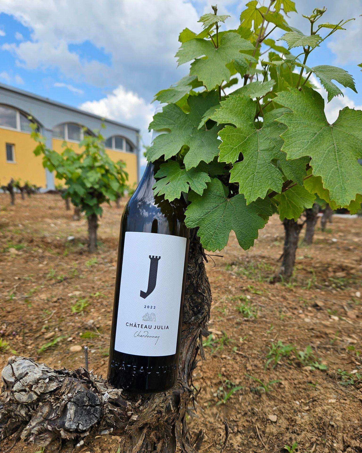 Chateau Julia Chardonnay Weinflasche im Weinberg mit grünen Weinblättern und klarem Himmel im Hintergrund