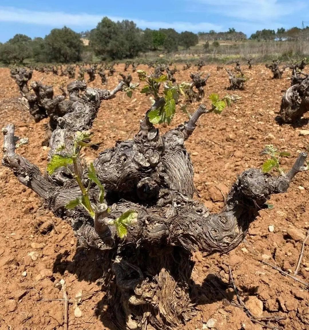Savatiano Old Vines Rebstock in Markopoulo mit jungen Trieben auf trockenem Boden