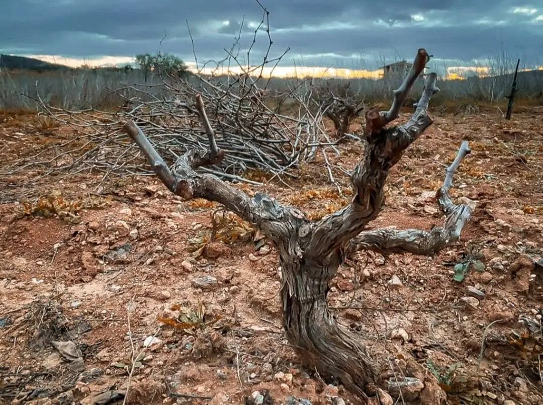 Weinrebe Savatiano im trockenen Boden der Anbauregion Retsina Mesogia für Papagiannakos Retsina 2023 trocken geharzt mit Korkverschluss und 12,5% Alkoholgehalt