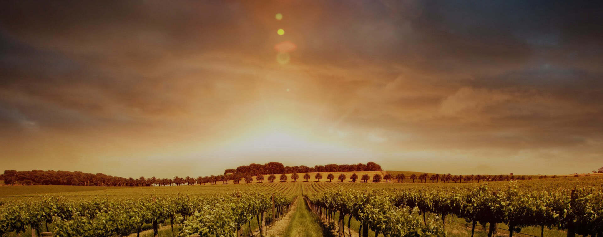 Weinberg mit Reihen von Reben und Sonnenuntergang im Hintergrund.