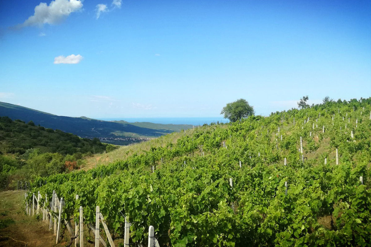 Weinberg mit grünen Traubenpflanzen und Blick auf das Meer unter blauem Himmel.
