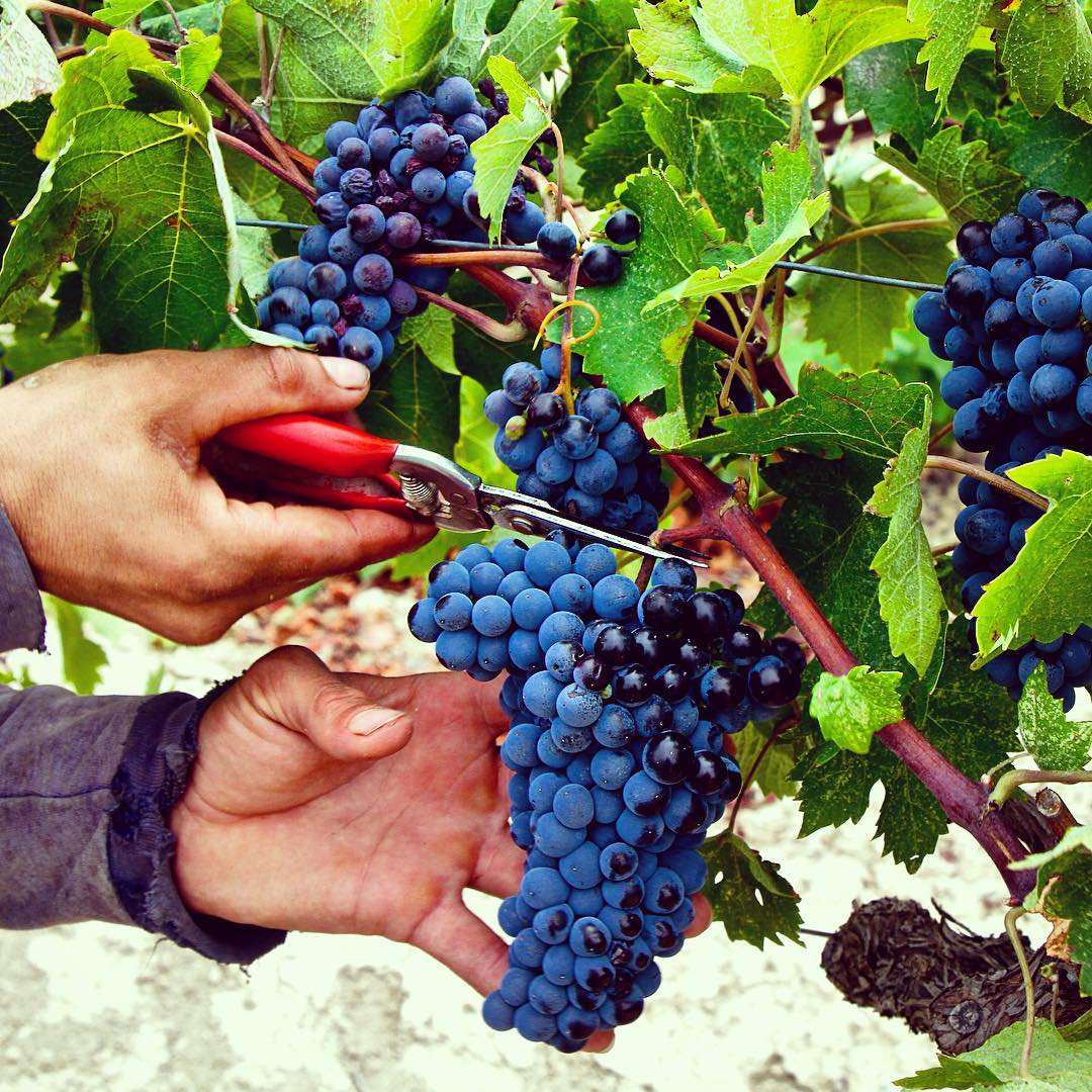 Hand schneidet Cabernet Sauvignon Trauben bei der Lese für Tselepos Deux Collines Wein in Arkadien Tegea PGI Region