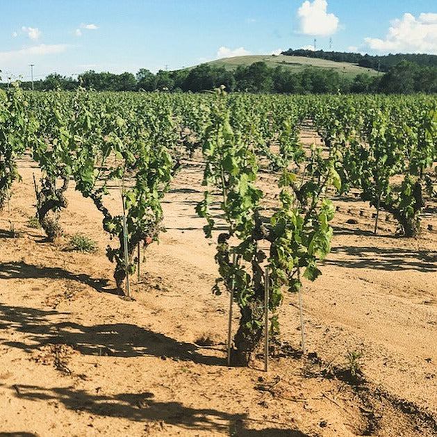 Reben im Weinberg für Ecosystem Chardonnay Alpha Estate in Florina PGI