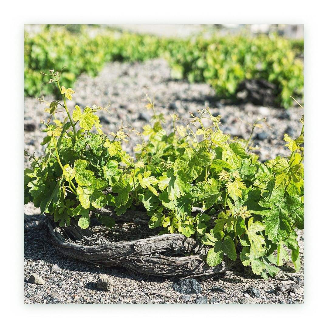 Rebstock der Assyrtiko-Traube im vulkanischen Boden von Santorini für Sigalas Santorini Weinproduktion