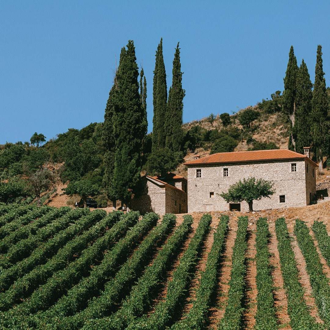 Weinberg des Mega Spileo Grande Cave mit Mavrodaphne und Kalavritino Reben in Kalavrita, Achaia PGI, 2016 Jahrgang