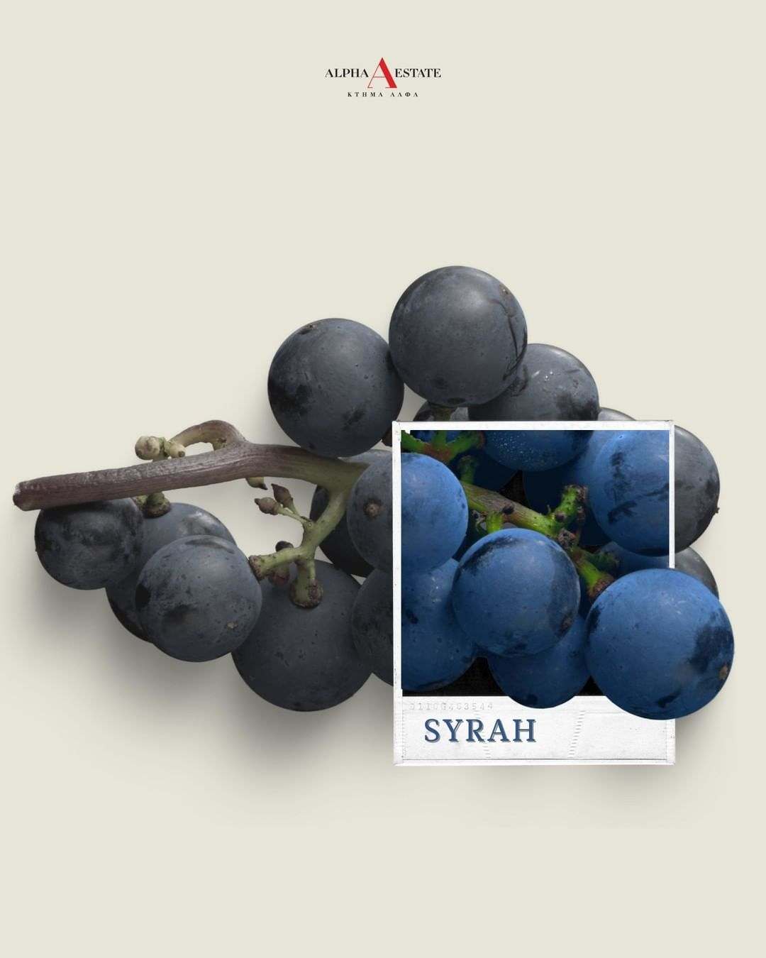 Syrah Turtles Trauben aus Alpha Estate Weinberg mit intensiver Frucht und Pfeffernote