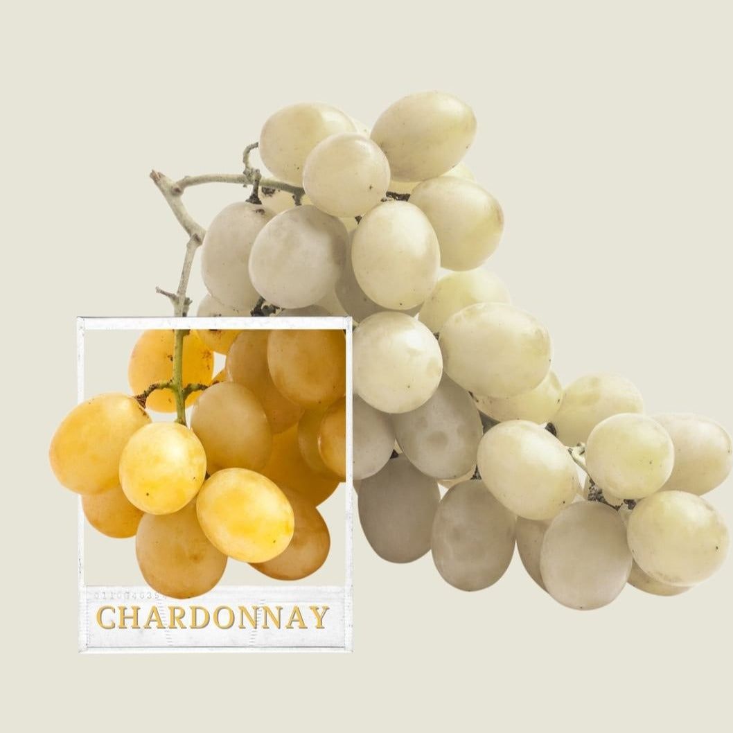 Ecosystem Chardonnay Alpha Estate weiße Trauben für vollmundigen Chardonnay Wein aus Florina PGI, 2022 vintage