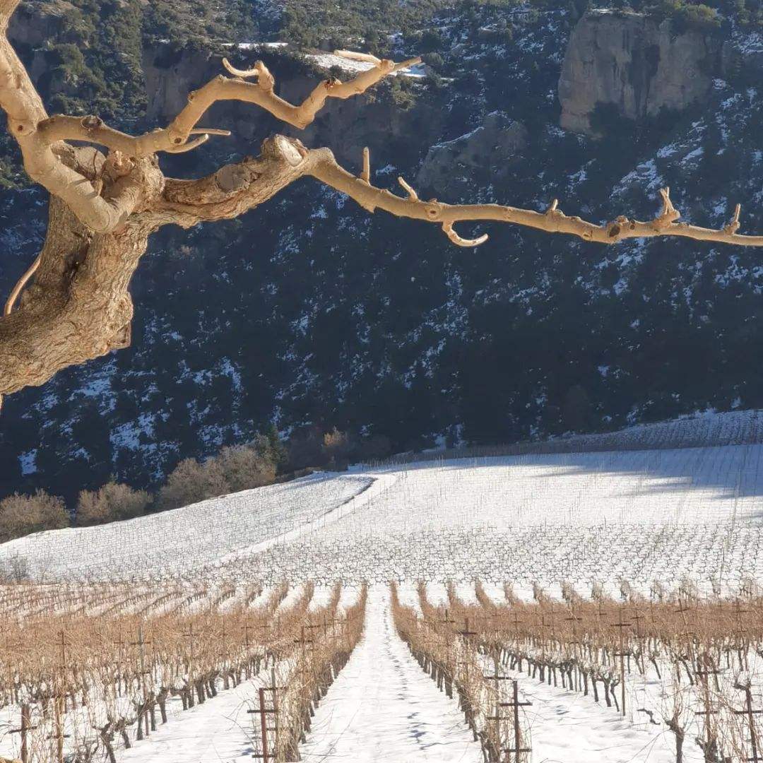 Weinberg in Kalavrita mit verschneiten Cabernet Sauvignon Reben für Mega Spileo Cabernet Sauvignon Wein