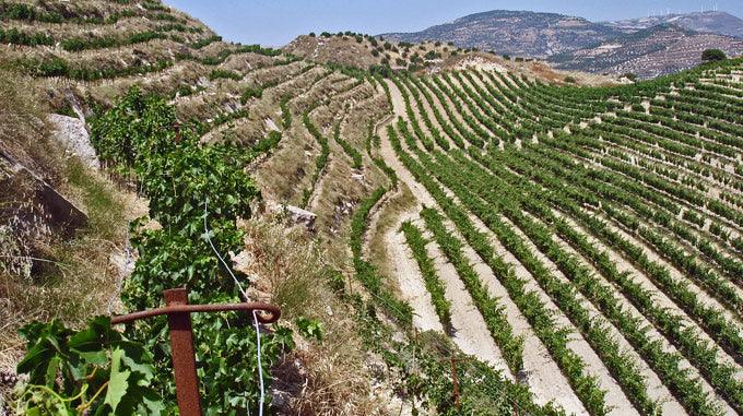 Weinberg mit terrassenförmigen Kotsifali-Reben in Kreta für Kotsifali Zacharioudakis Wein