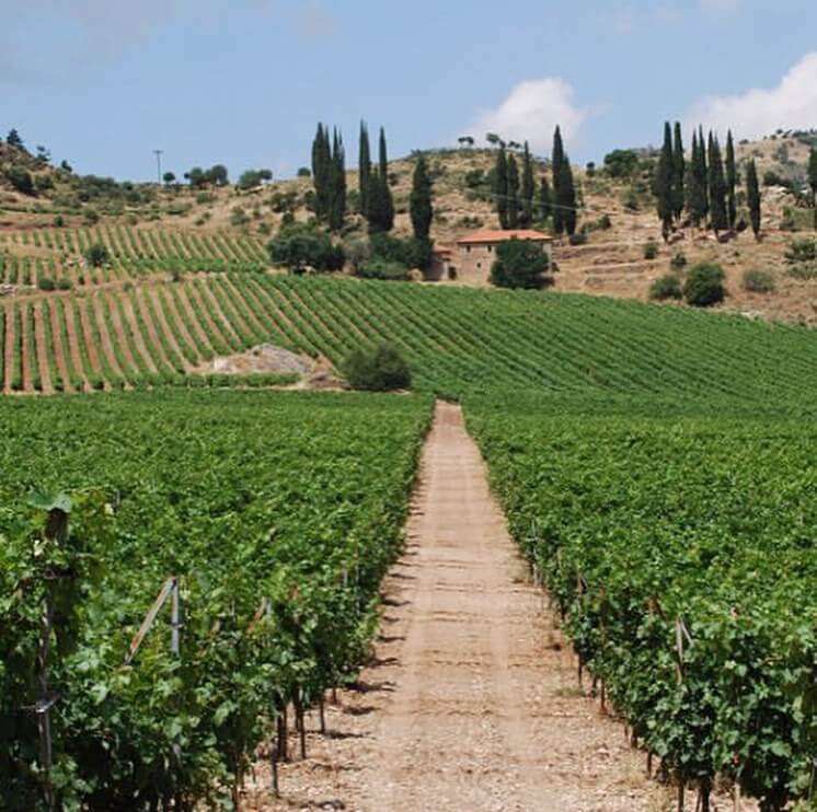 Mega Spileo Malagousia Weinberg in Achaia mit grünen Reben und blauem Himmel