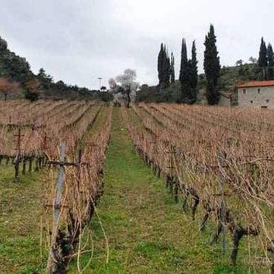 Weinberg in Achaia PGI für Mega Spileo Cuvee III Weiß mit Malagousia, Assyrtiko und Chardonnay Trauben