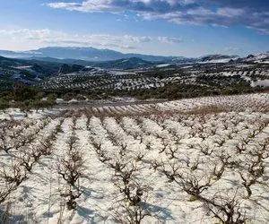 Weinberg auf Kreta im Winter mit verschneiten Reben für Orthi Petra White Wein