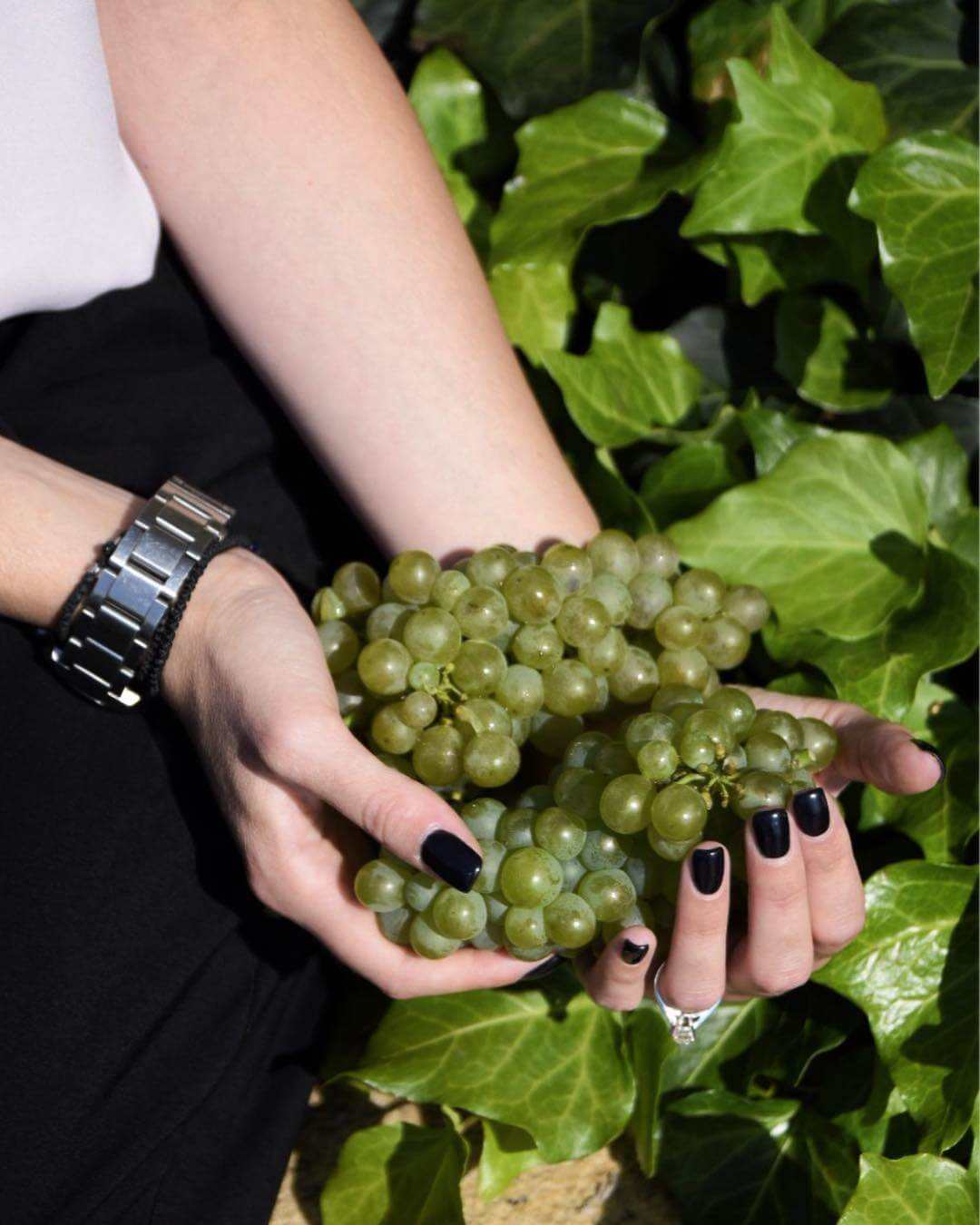 Hand hält frische grüne Malagousia Trauben vor Weinblättern Mega Spileo Malagousia