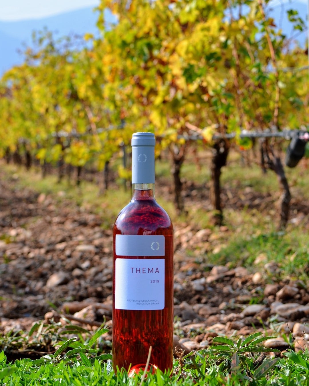Flasche Pavlidis Thema Rosé Wein 2024 aus Tempranillo Trauben in Weinberg bei Sonne