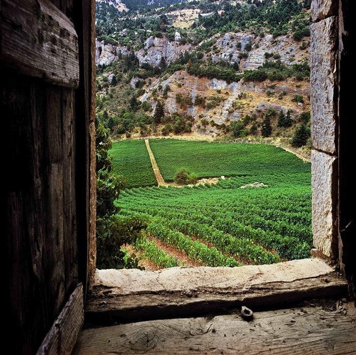 Blick aus Fenster auf Weinberg in Achaia Anbauregion für Mega Spileo Moscato 2022 trockener Weißwein