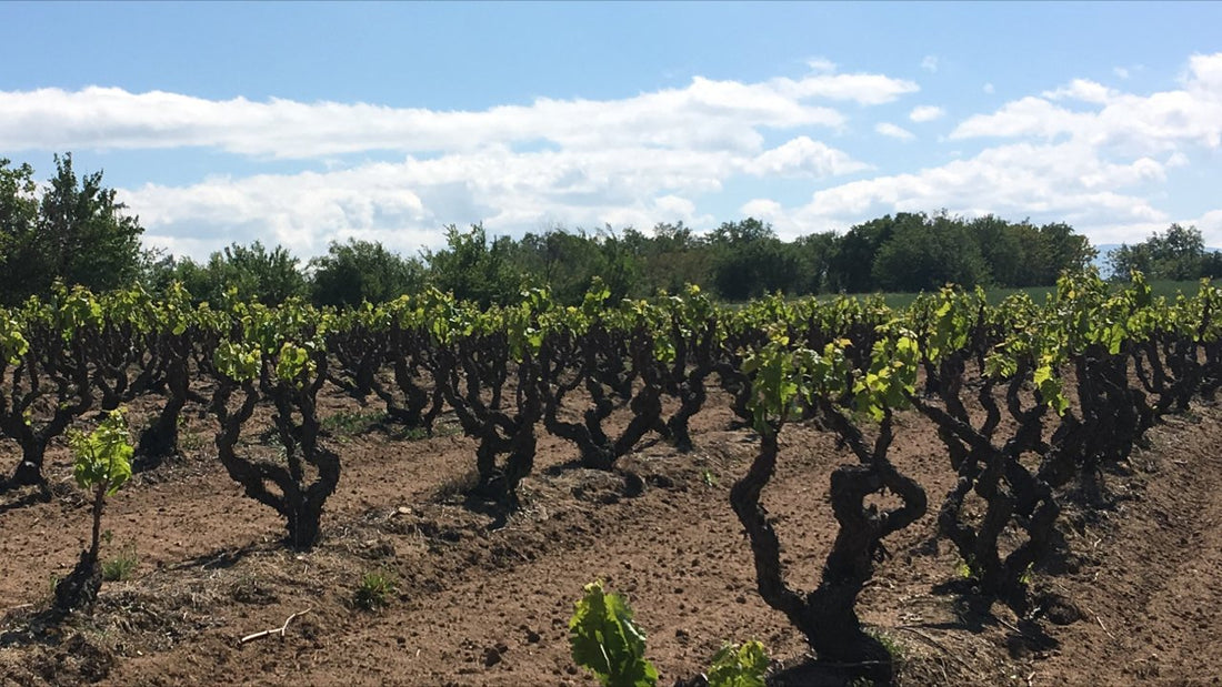 Griechischer Weinberg - Naoussa Amyndeo