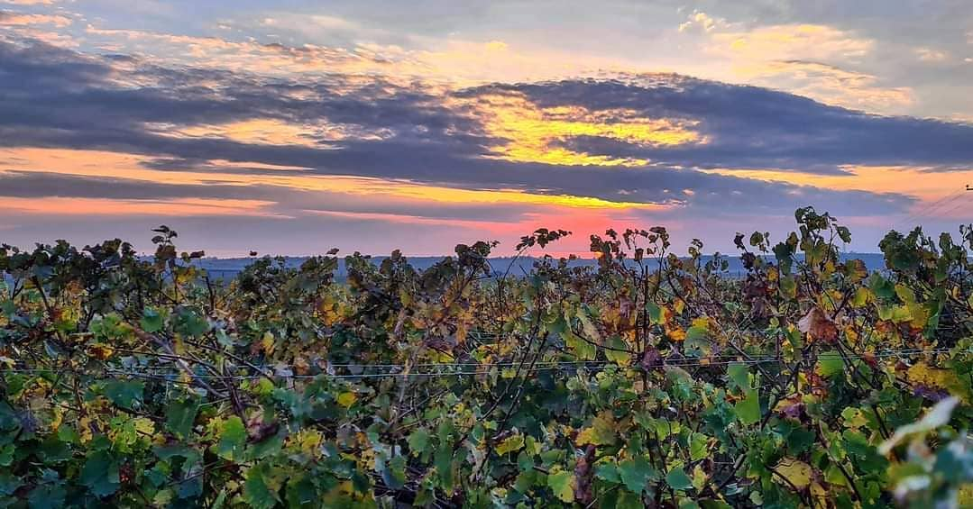 Malerische griechische Weinanbauregion Chalkidiki bei Sonnenuntergang. Saftige grüne Rebstöcke erstrecken sich vor einem farbenprächtigem Abendhimmel.