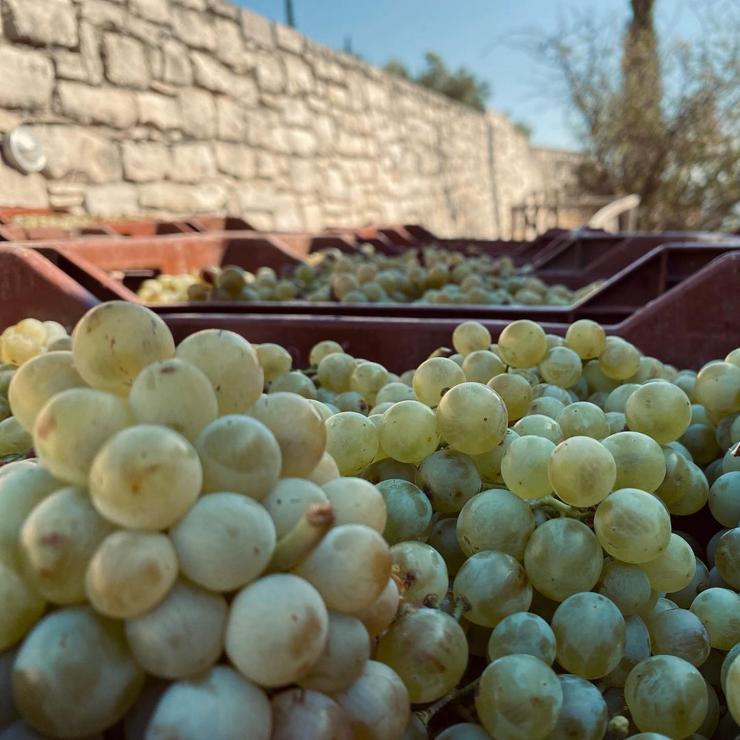 Erlesene Trauben - Wohlschmeckende Viognier-Trauben aus sonniger Weinlese