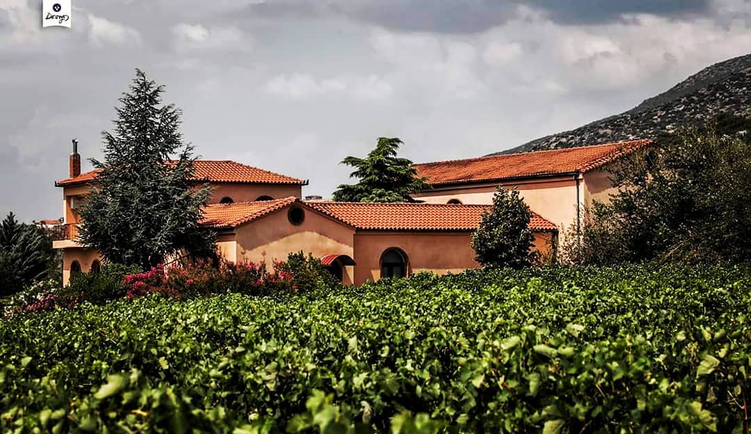 Malerische Weinberge, Rapsani-Weingut