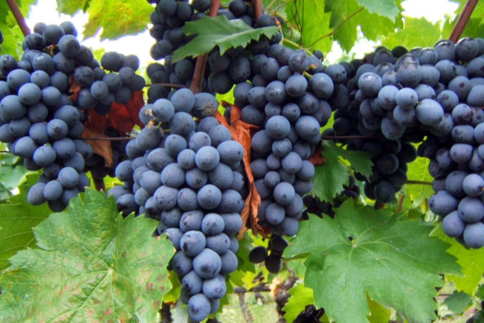 Reife, dunkelblaue Mavrodaphne-Trauben an grünen Rebblättern