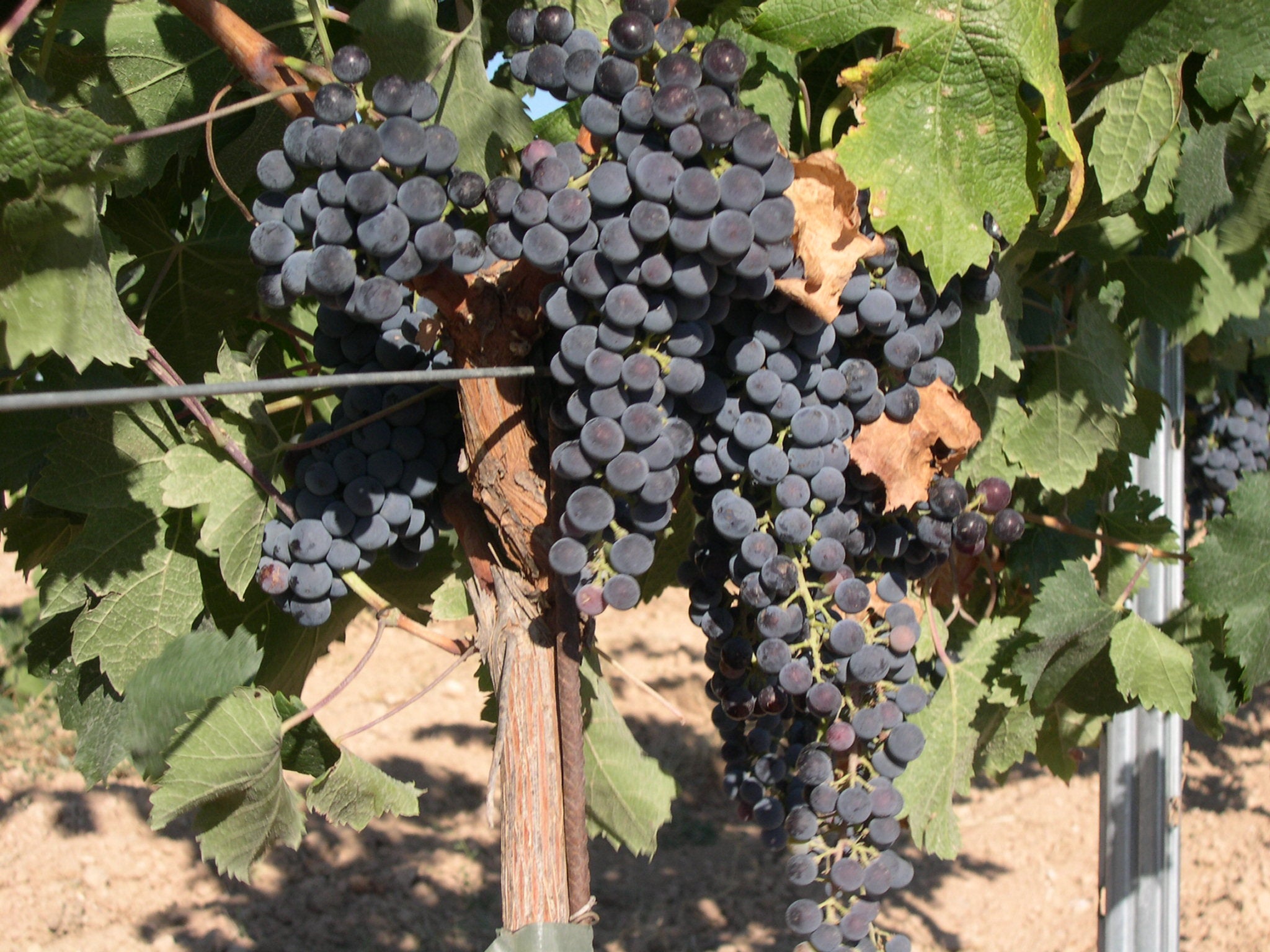 Reife blaue Merlot-Trauben an der Rebe, umgeben von frischen grünen Blättern. Edle, samtige Rotwein-Traube bereit zur Ernte in einer Weinprobe auf vineas.shop.