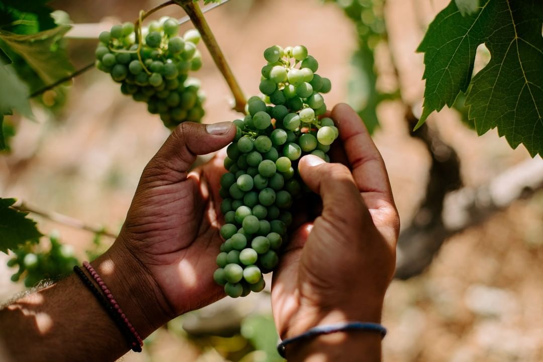 Saftige grüne Trauben - Hochwertige Ernte auf der Peloponnes-Weinplantage