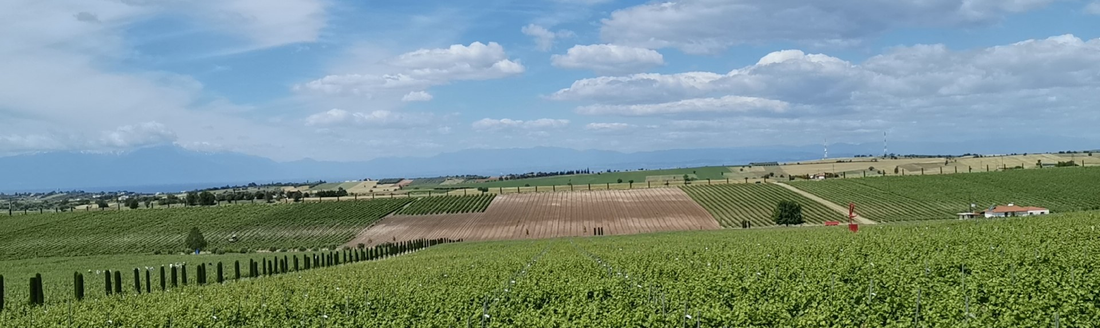 Abwechslungsreiche griechische Weinlandschaft - Saftige Felder, üppige Hügel und strahlender Himmel. Eine weite, idyllische Panoramaaufnahme aus dem Land Olymp.