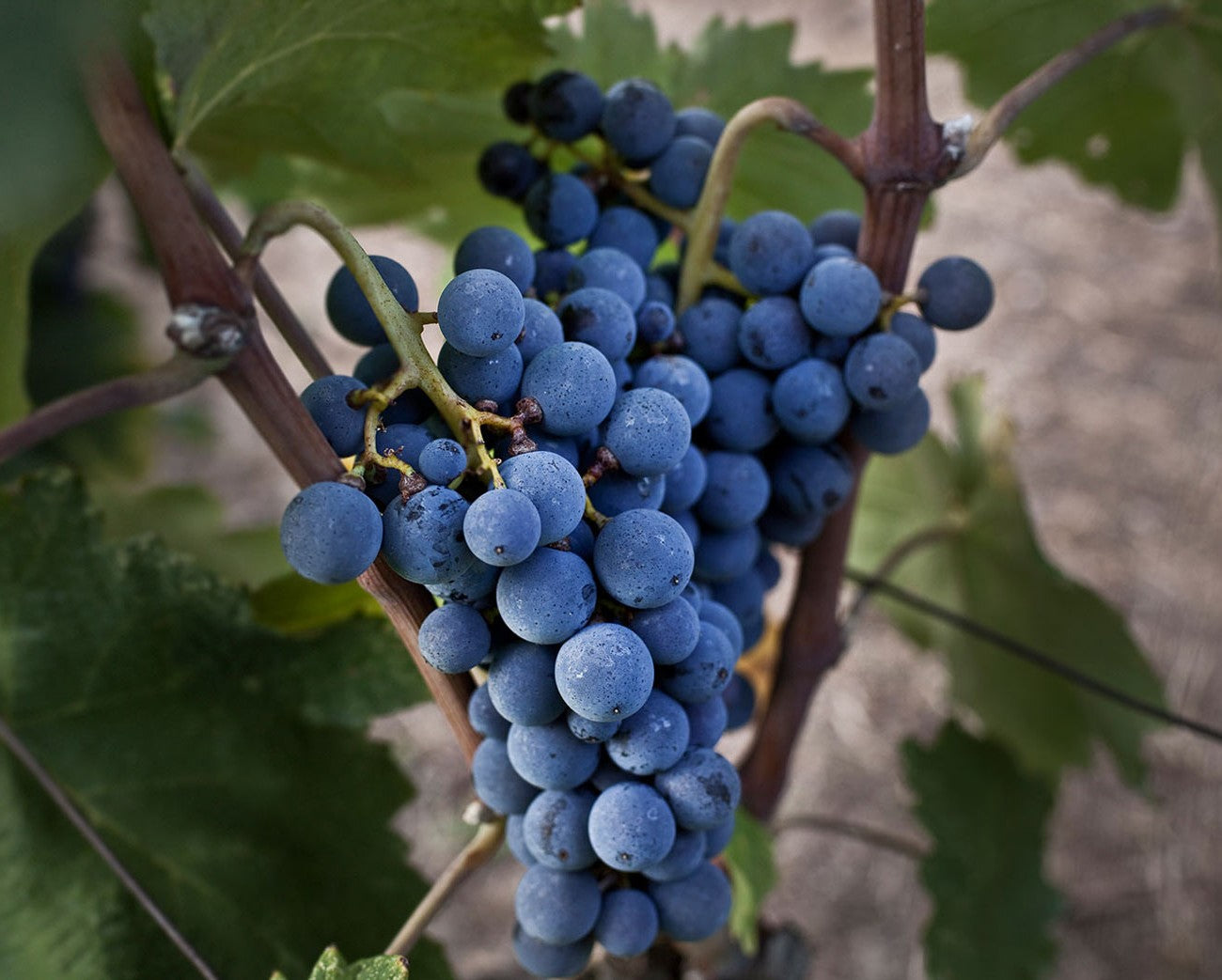 Reife blaue Syrah-Trauben