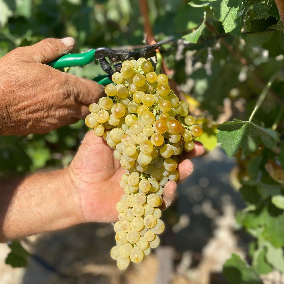 Saftige Chardonnay-Trauben aus dem Weinanbaugebiet