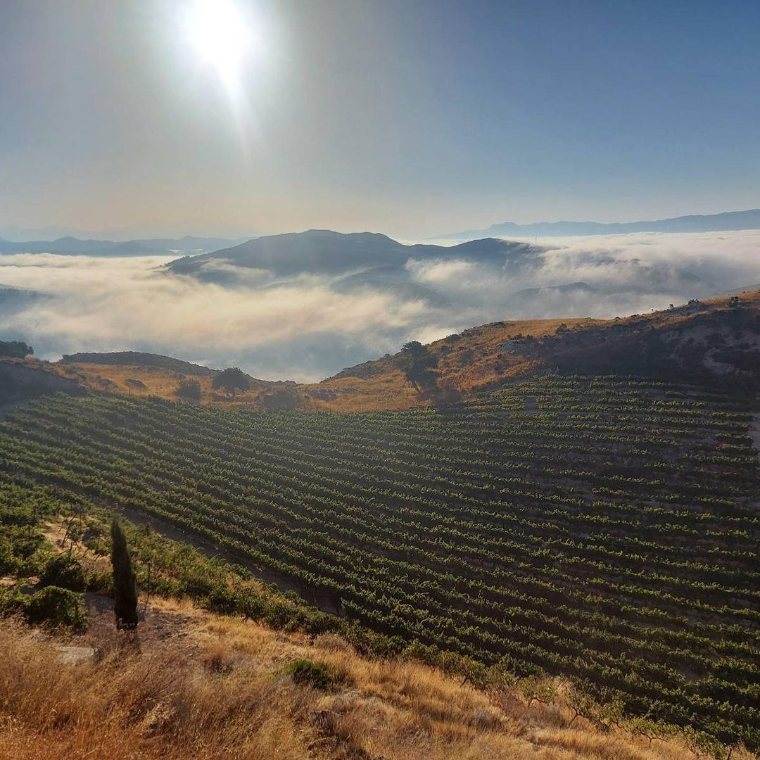 Kretanische Weinlandschaft
Beeindruckende Weinberge, Hügel und Berge, die in den Nebel eingehüllt sind. Eine idyllische Szenerie, die den Charme der Insel Kreta widerspiegelt.