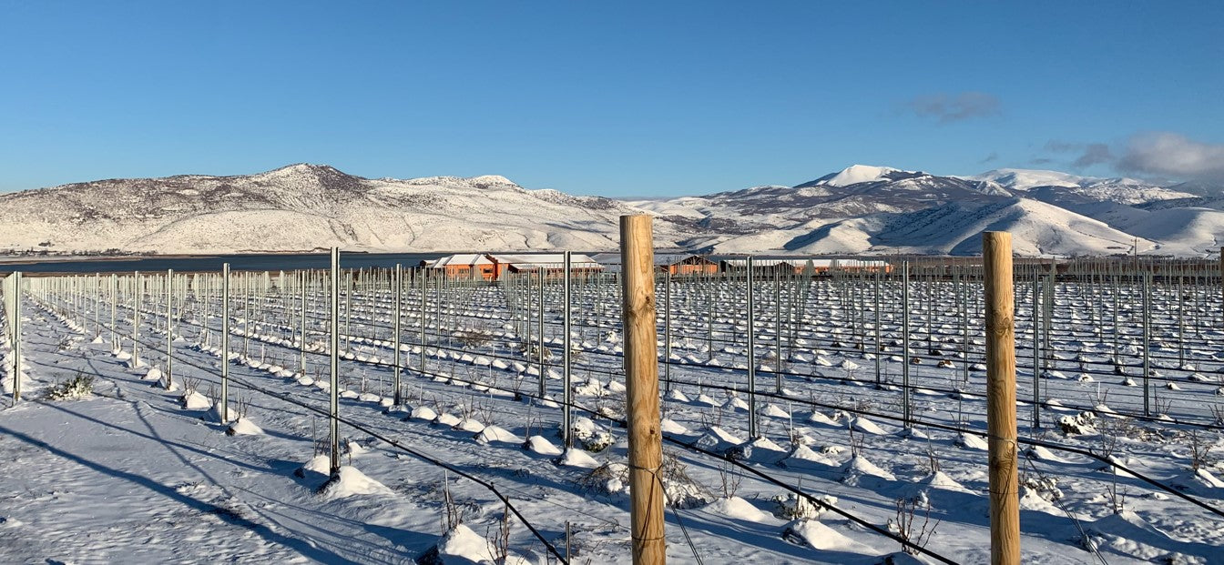 Schneebedeckte Weinberge mit Holzpfählen und schneebedeckten Bergen im Hintergrund