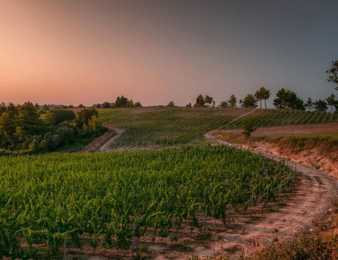 Weinberg mit grünen Reben und einem gewundenen Weg bei Sonnenuntergang.