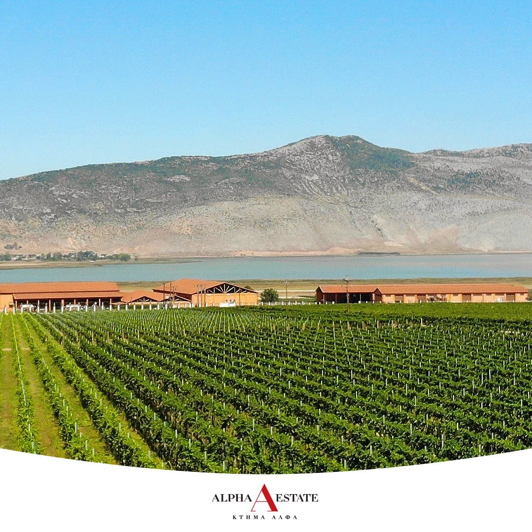 Weinberg mit Reihen von Reben und Hügeln im Hintergrund bei klarem Himmel.