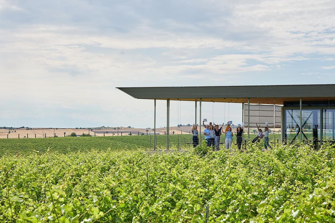 Gruppe von Menschen auf einer Terrasse mit Blick auf Weinreben und Landschaft.