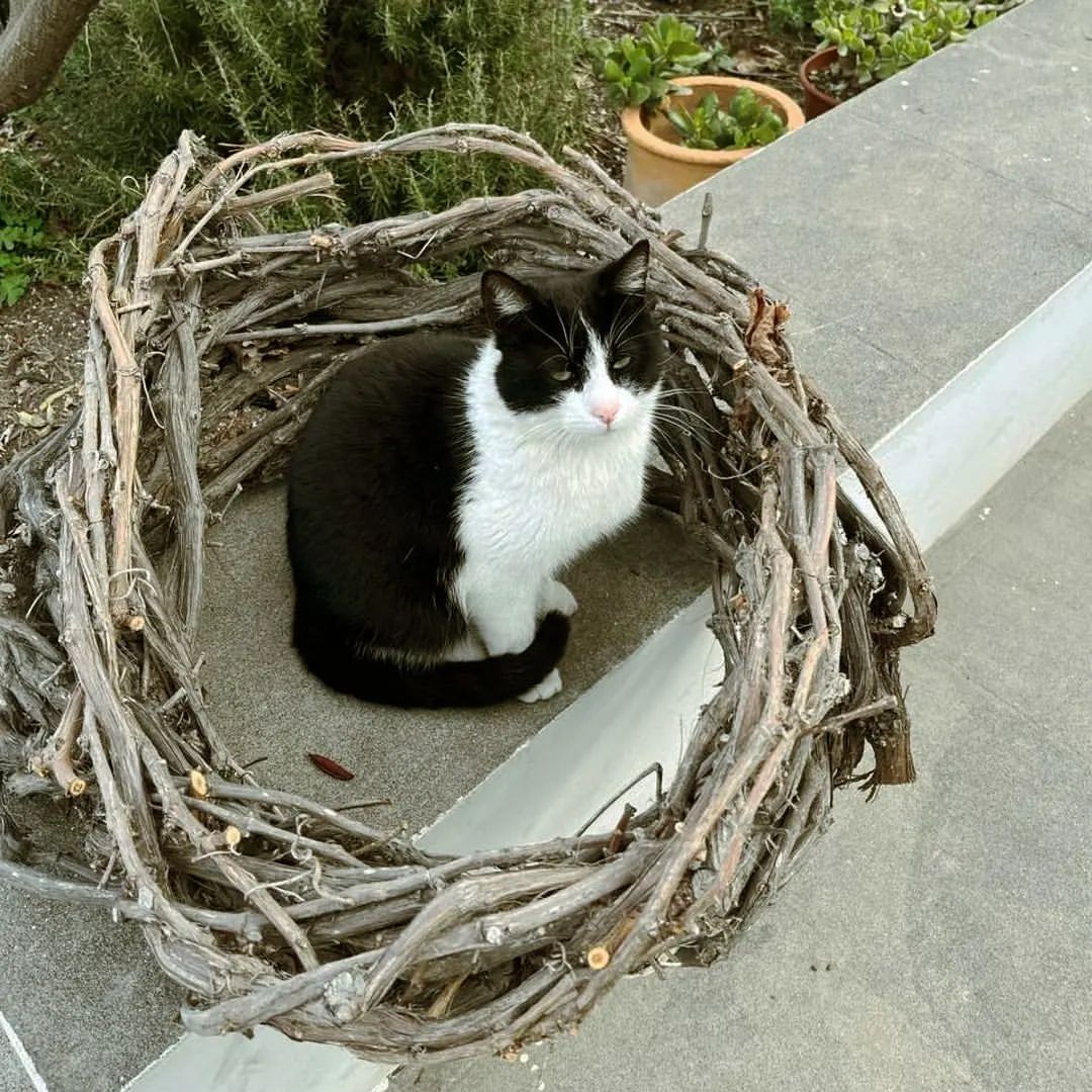 Schwarz-weiße Katze sitzt in einem geflochtenen Zweigkorb auf dem Boden.