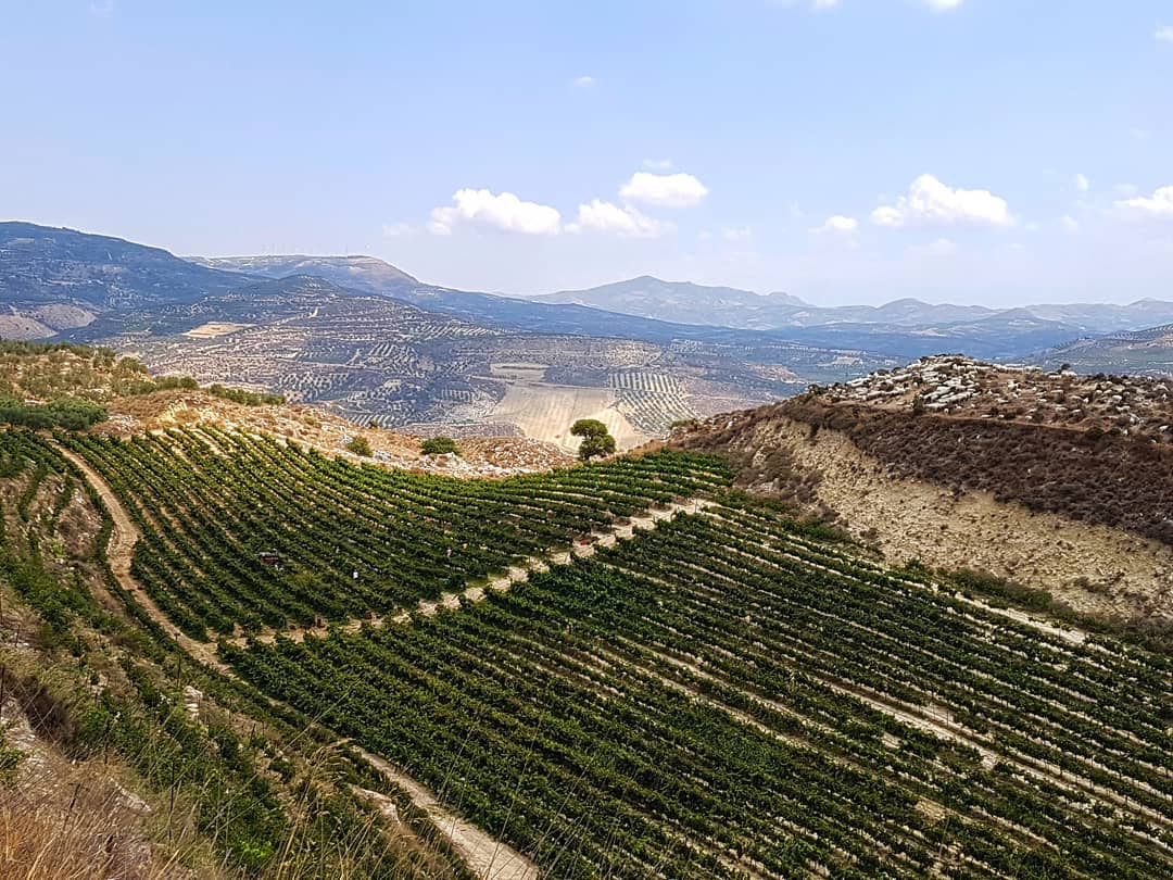 Weinberglandschaft mit grünen Reben und sanften Hügeln unter blauem Himmel