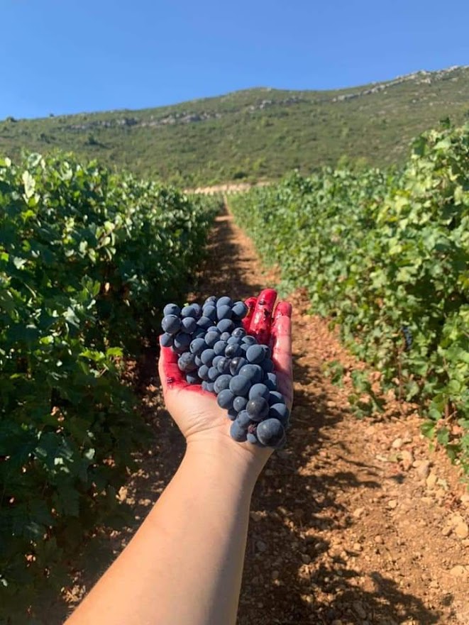 Hand mit blauen Trauben in einem Weinberg zwischen grünen Reben unter blauem Himmel