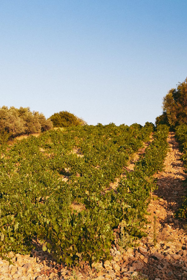 Weinberg mit grünen Reben auf einem steinigen Boden unter blauem Himmel
