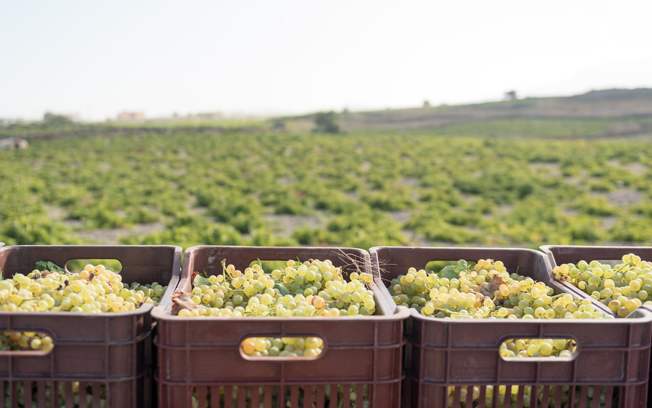 Kisten mit grünen Trauben auf einem Weinberg im Hintergrund mit Pflanzenreihen.