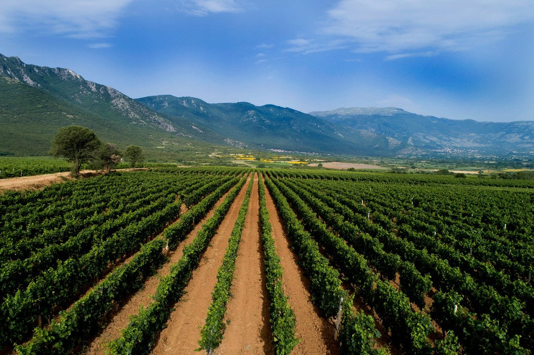 Weinberg mit Reihen von Rebstöcken und Bergen im Hintergrund unter blauem Himmel