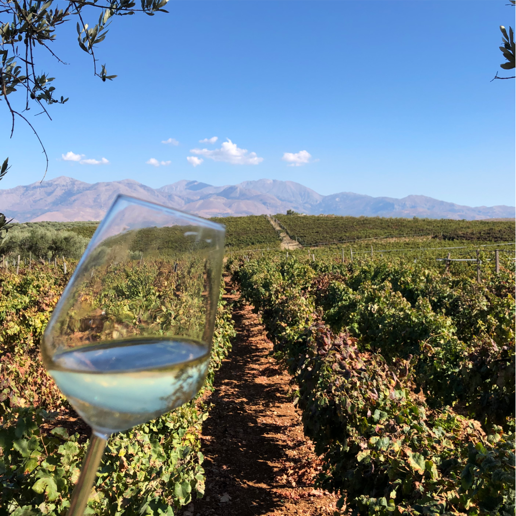 Weißwein in einem Glas vor einem Weinberg mit grünen Reben und Bergen im Hintergrund
