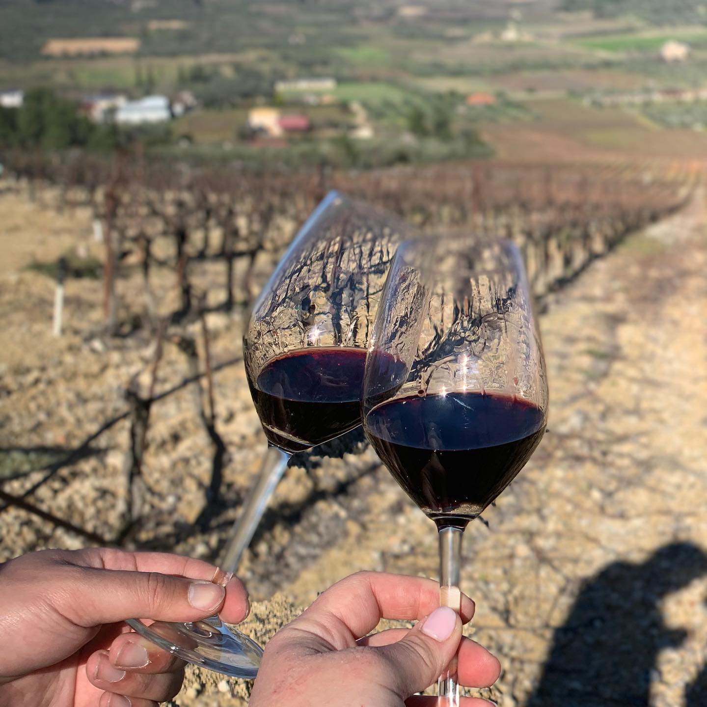 Zwei Weingläser mit rotem Wein vor Weinreben in einer Weinlandschaft