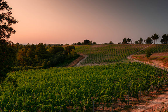 Weinberg mit grünen Reben und sanften Hügeln bei Sonnenuntergang